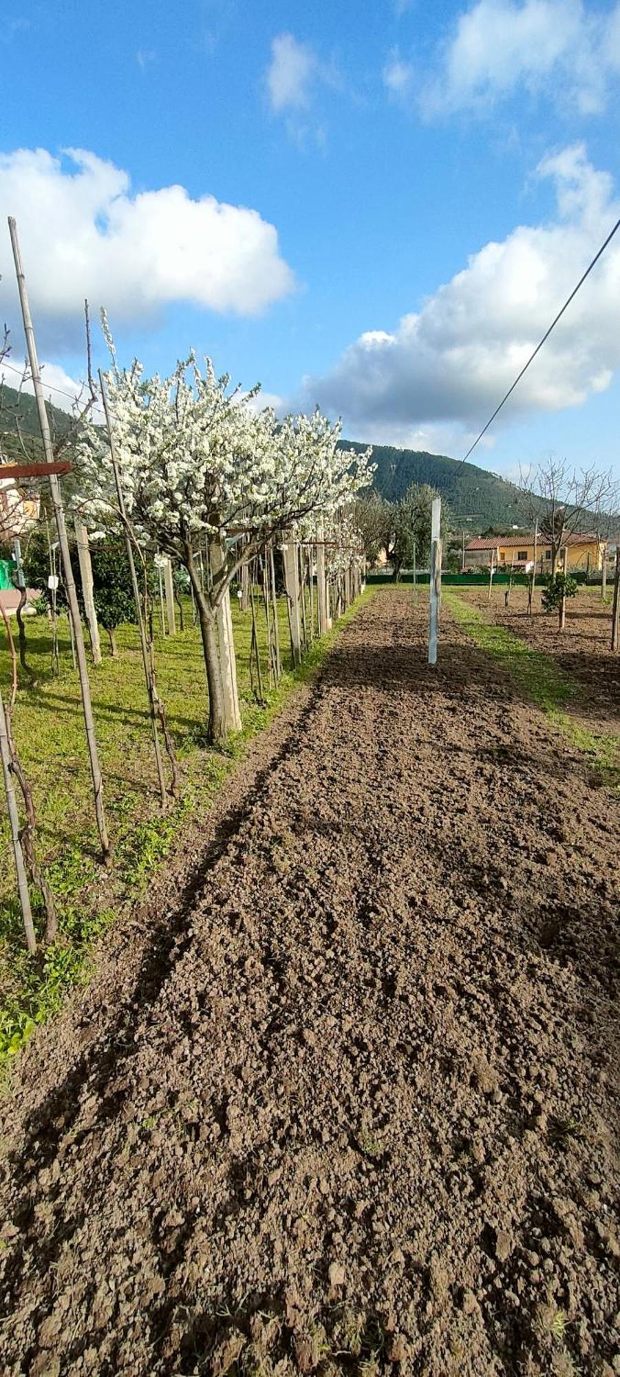 La Tenuta Di Eva Pisa Exteriör bild