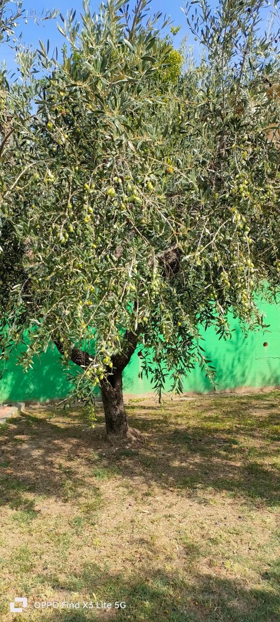 La Tenuta Di Eva Pisa Exteriör bild